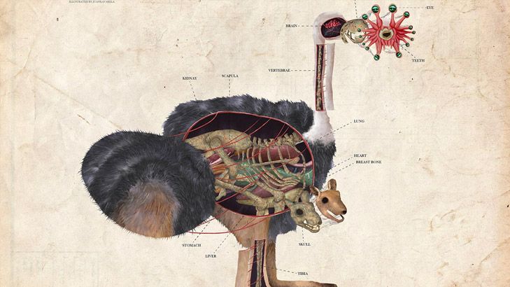 Ilustración Científica Ilustración Científica