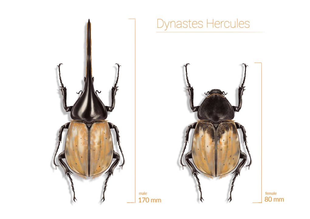 María Luisa Ramírez