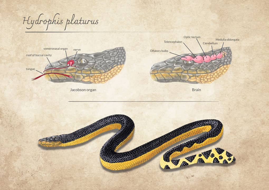 María Luisa Ramírez