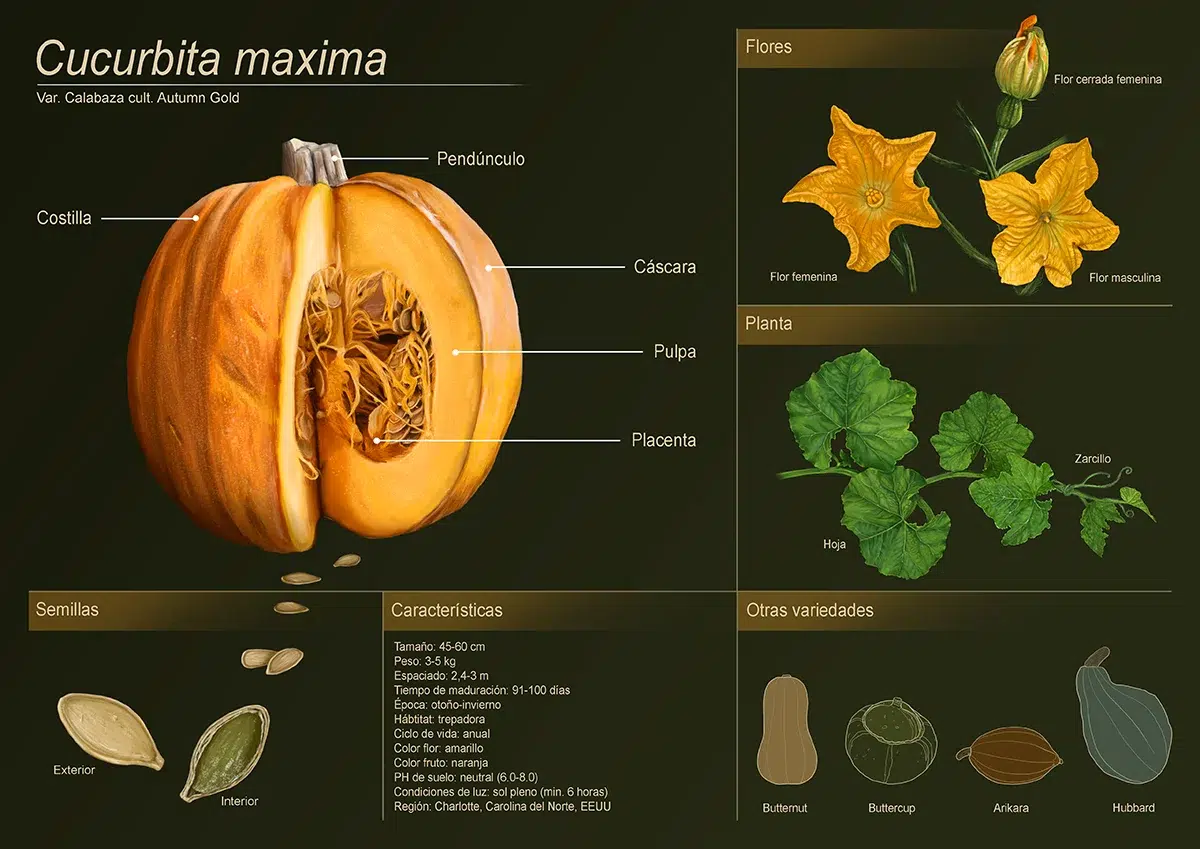 Ana Patricia Cachafeiro Morales