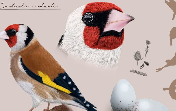 Qué es la Ilustración Científica