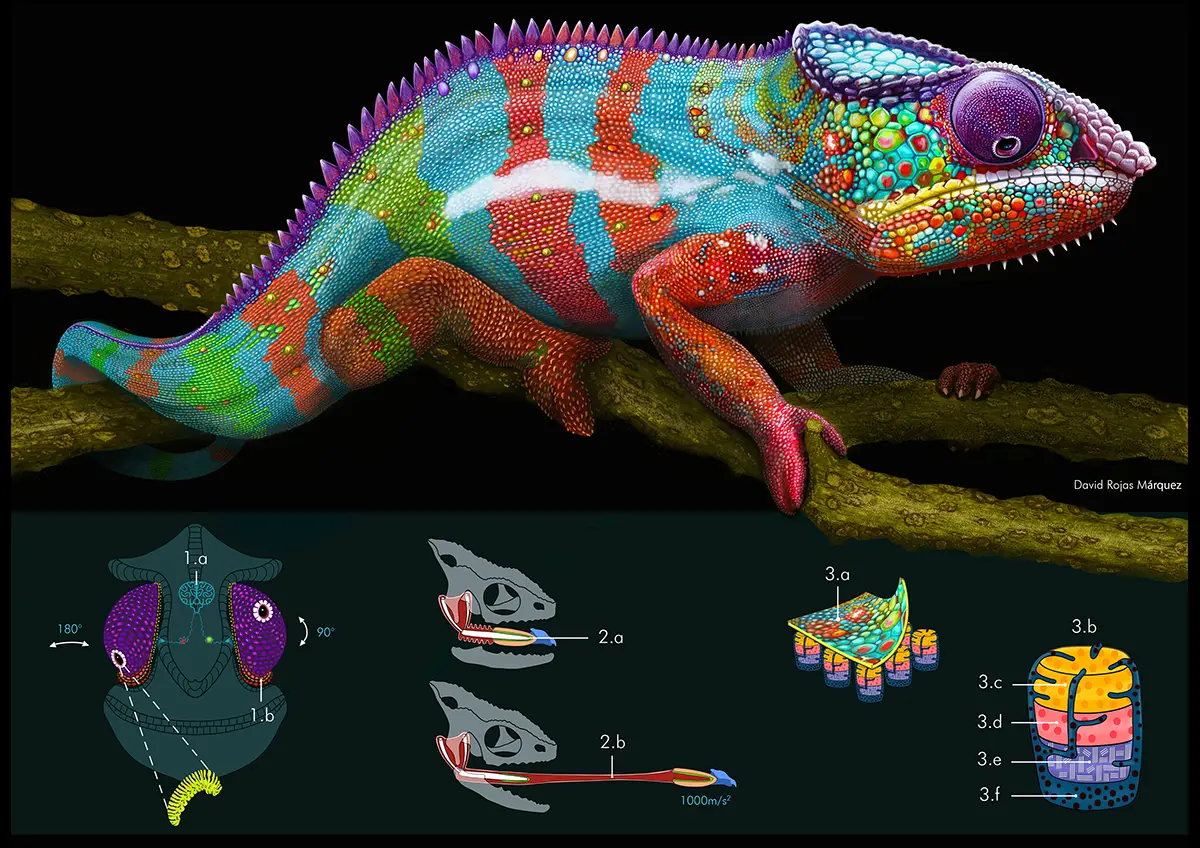 Jorge David Rojas Marquez