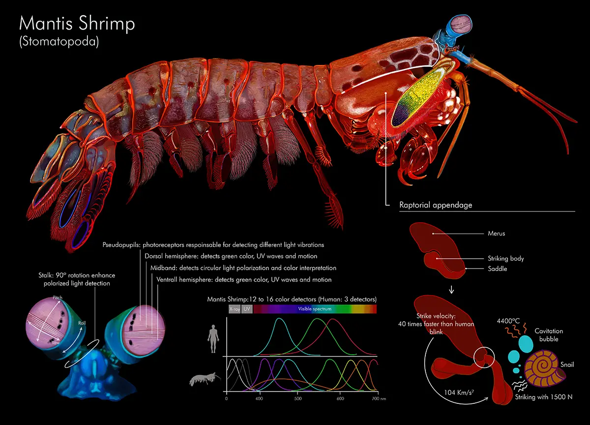 Jorge David Rojas Marquez