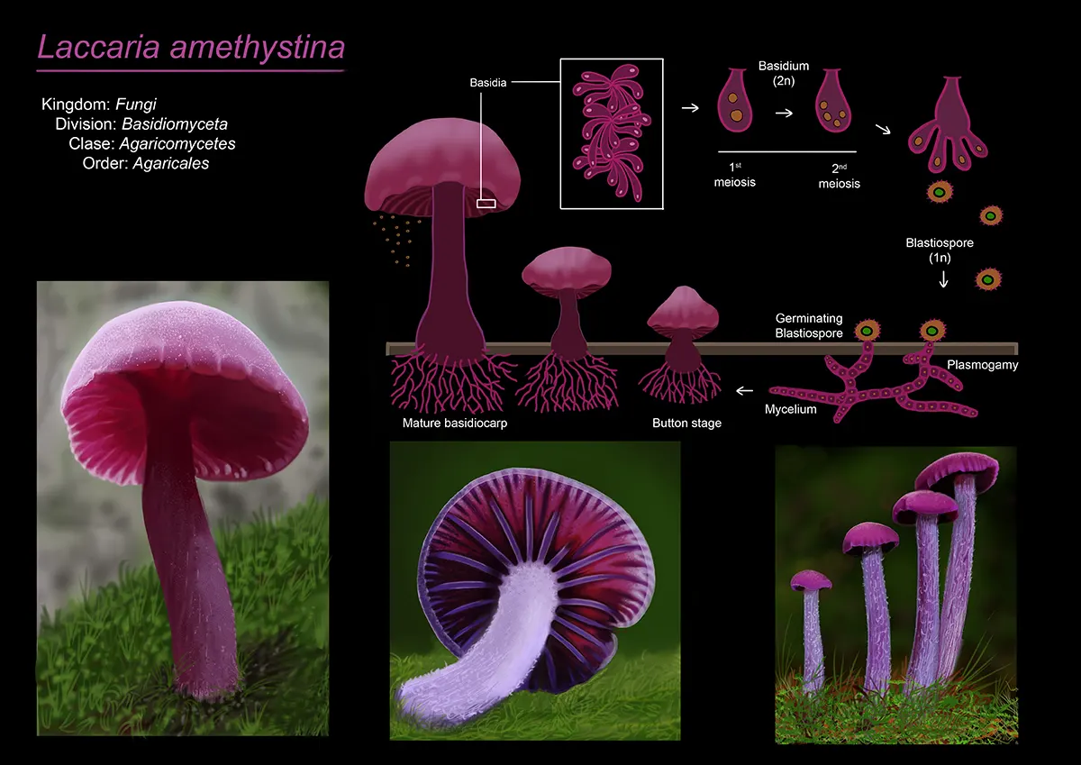 Jorge David Rojas Marquez