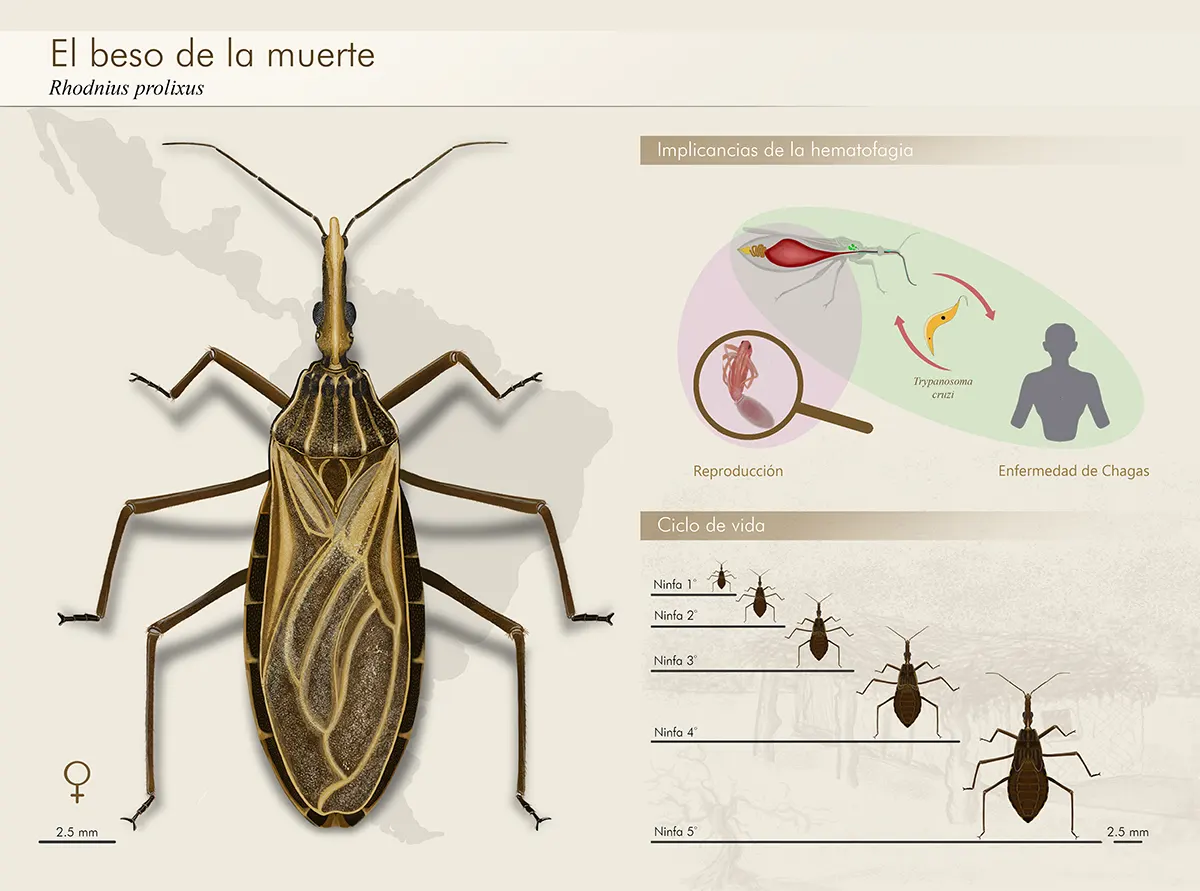 Jorge David Rojas Marquez