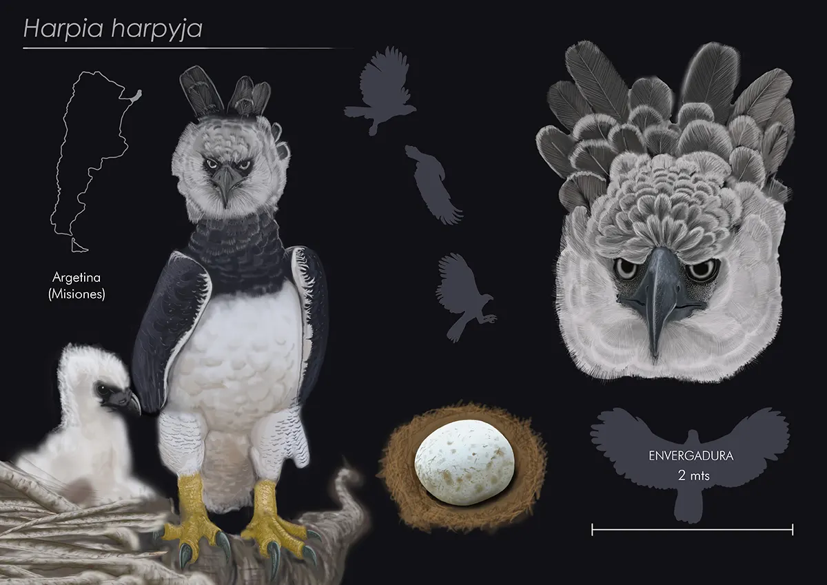 Jorge David Rojas Marquez