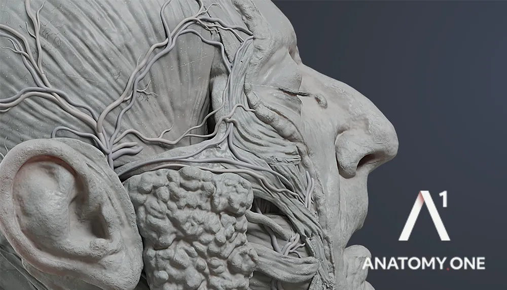 Anatomy One Anatomy One